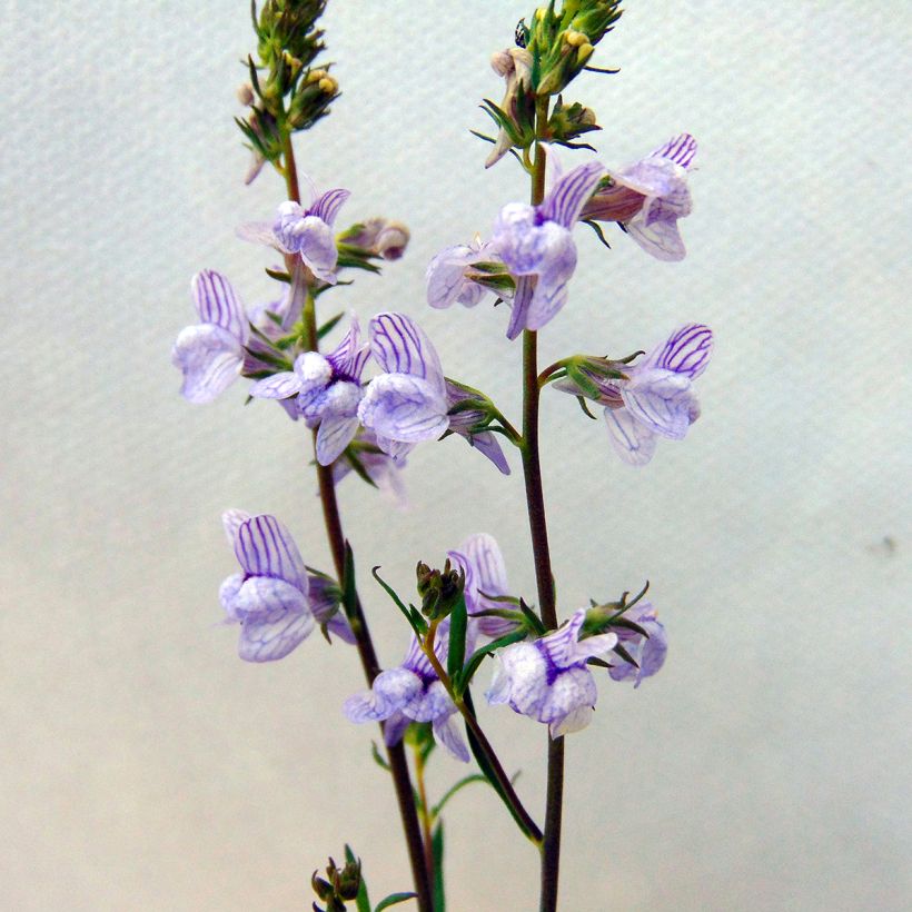 Linaria anticaria Antique Silver - Vlasleeuwenbek (Bloei)