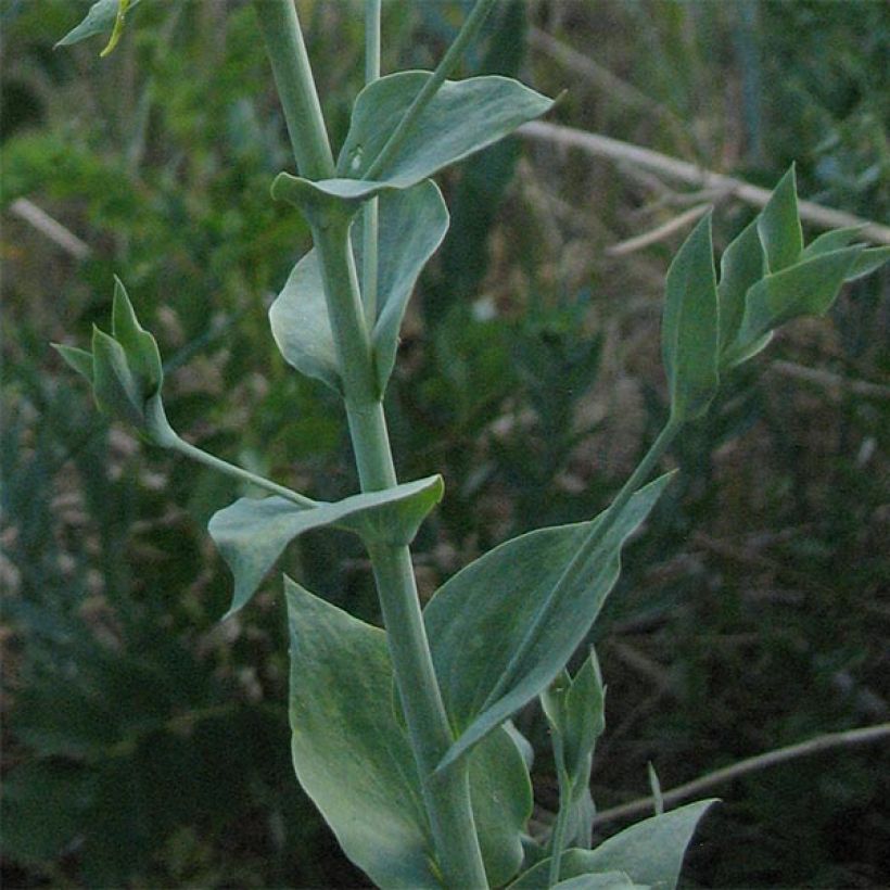 Linaria dalmatica - Vlasleeuwenbek (Blad)