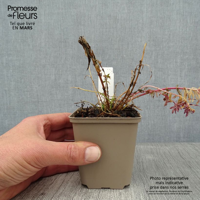 Example of Linaria purpurea Canon J. Went - Vlasleeuwenbek Kweekpotje van 8/9 cm as you get in hiver