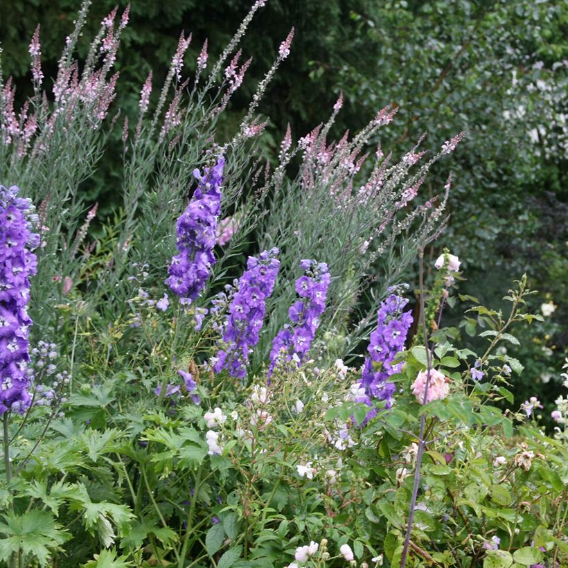 Linaria purpurea Canon J. Went - Vlasleeuwenbek (Groeiplaats)