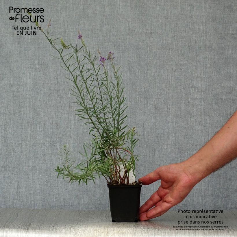 Exemplaar van Linaria purpurea - Vlasleeuwenbek Kweekpotje van 8/9 cm zoals geleverd in de zomer
