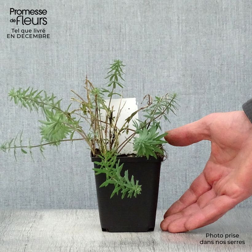 Example of Linaria purpurea - Vlasleeuwenbek Kweekpotje van 8/9 cm as you get in hiver