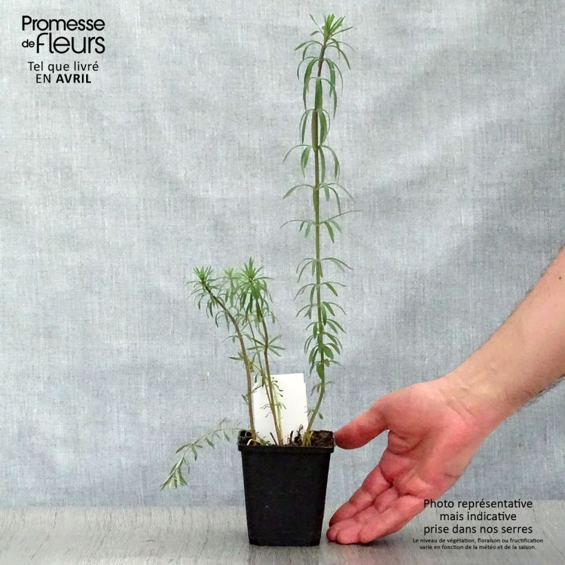 Exemplaar van Linaria purpurea - Vlasleeuwenbek Kweekpotje van 8/9 cm zoals geleverd in de lente