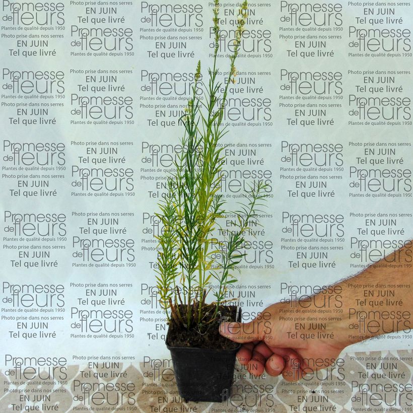 Voorbeeld van een exemplaar van Linaria purpurea Alba - Vlasleeuwenbek Kweekpotje van 8/9 cm zoals geleverd