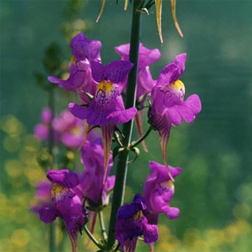 Linaria triornithophora - Drievogel-linaria (Bloei)