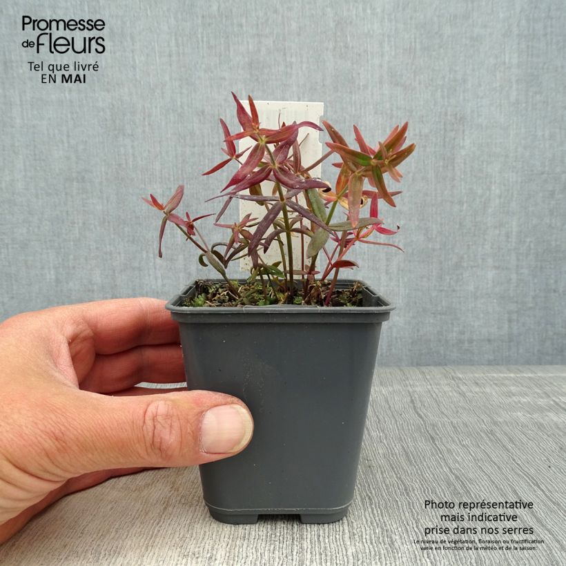 Exemplaar van Linaria triornithophora - Drievogel-linaria Kweekpotje van 8/9 cm zoals geleverd in de lente