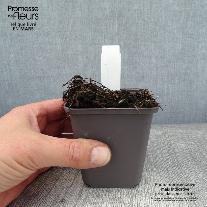 Example of Lindernia grandiflora - Valse pimpernel Kweekpotje van 8/9 cm as you get in hiver