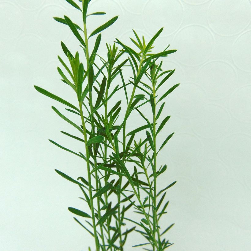 Linum perenne - Overblijvend vlas (Foliage)
