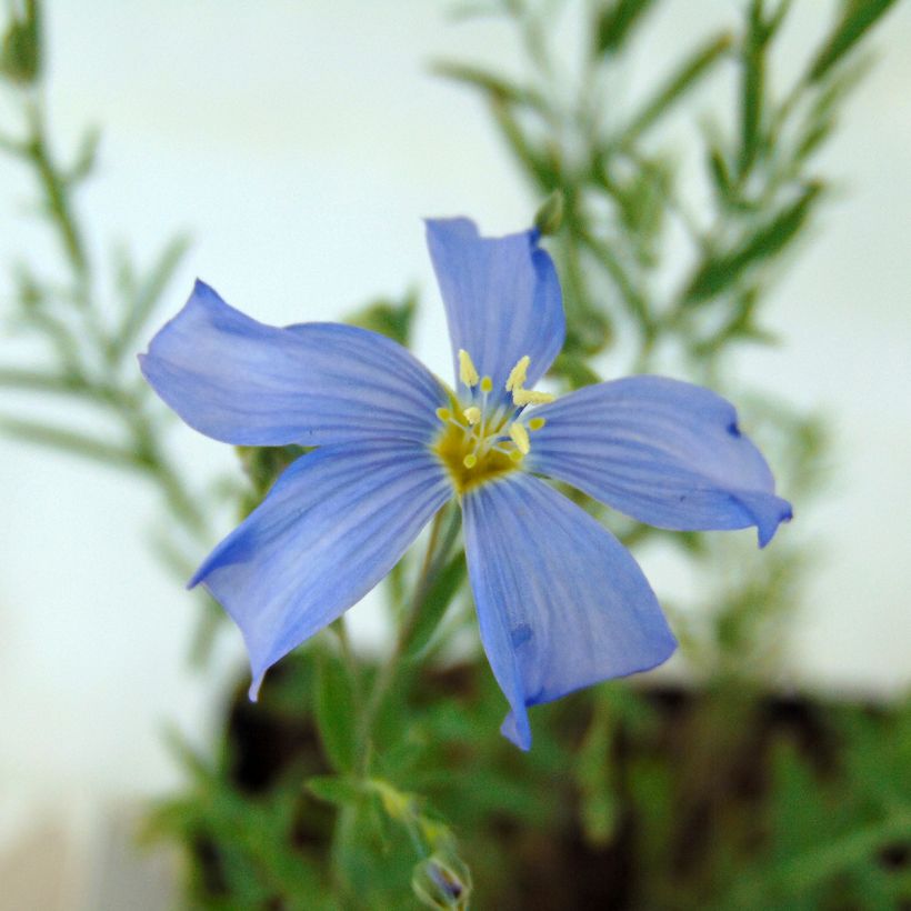 Linum perenne - Overblijvend vlas (Flowering)