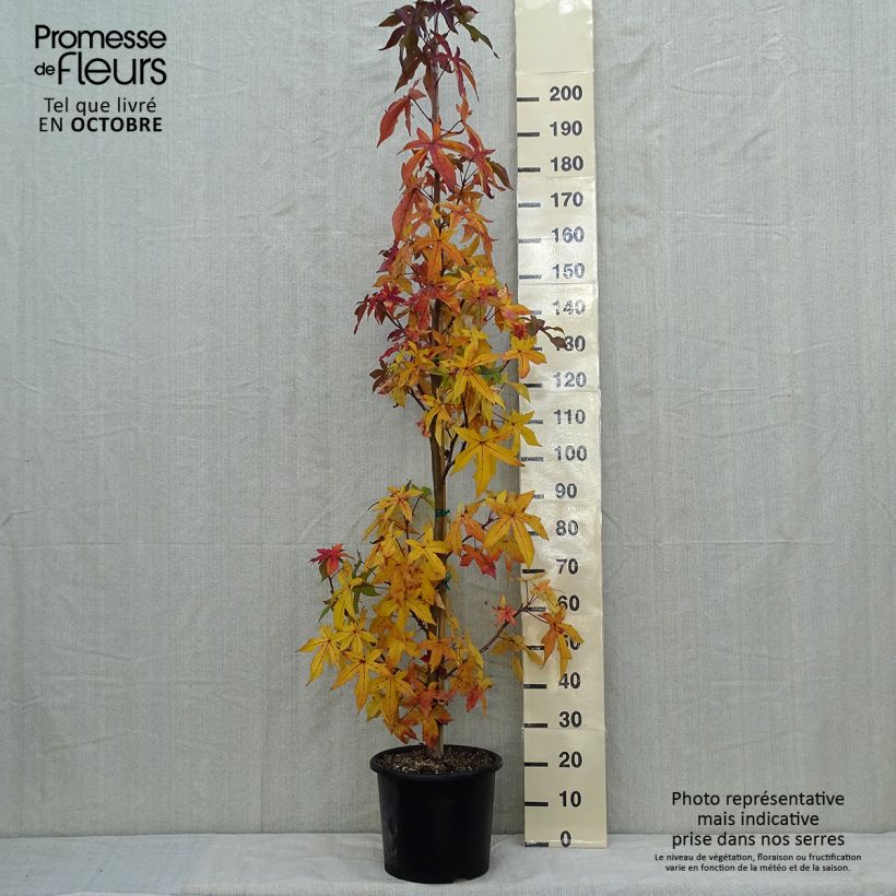 Exemplaar van Liquidambar styraciflua Palo Alto - Amberboom Pot van 12 l/15 l zoals geleverd in de herfst