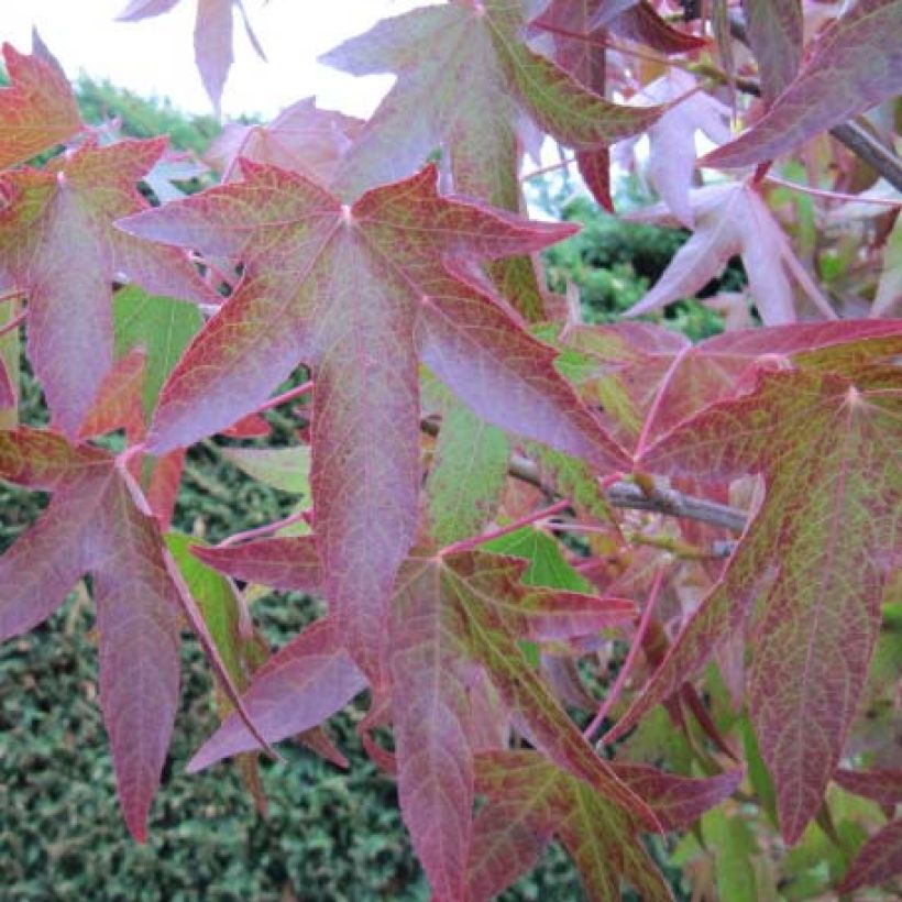 Liquidambar styraciflua - Amberboom (Foliage)