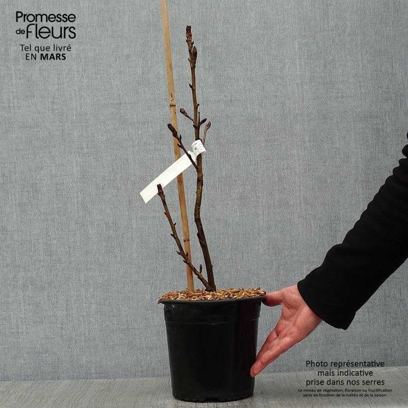 Example of Liquidambar styraciflua Albomarginata Manon - Copalme d'Amérique Pot van 4 l/5 l as you get in hiver