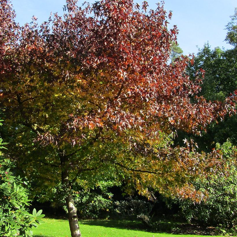 Liquidambar styraciflua Andrew Hewson - Amberboom (Plant habit)