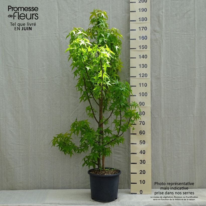 Exemplaar van Liquidambar styraciflua Aurea - Amberboom Pot van 12 l/15 l, Kroonhoogte zoals geleverd in de lente