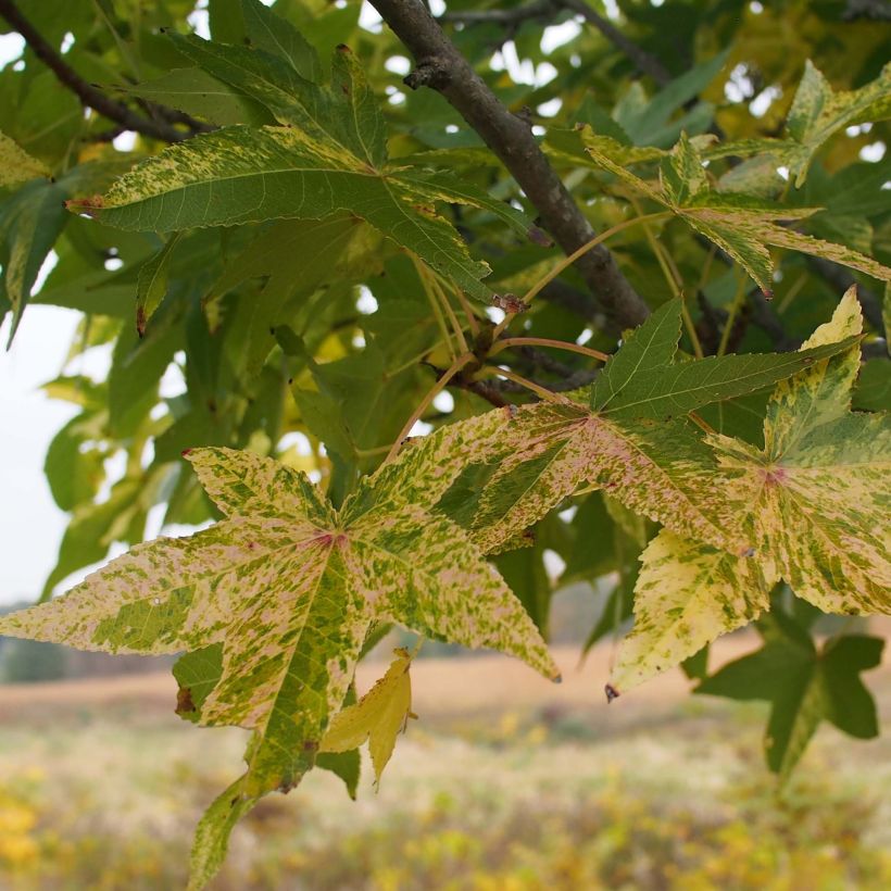 Liquidambar styraciflua Aurea - Amberboom (Foliage)