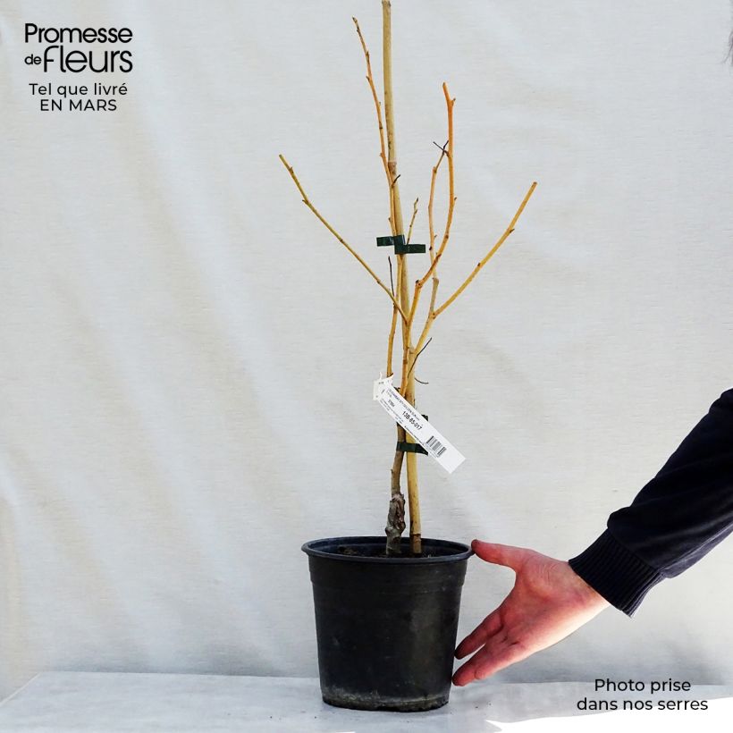 Exemplaar van Liquidambar styraciflua Golden Sun - Amberboom Pot van 4 l/5 l zoals geleverd in de lente