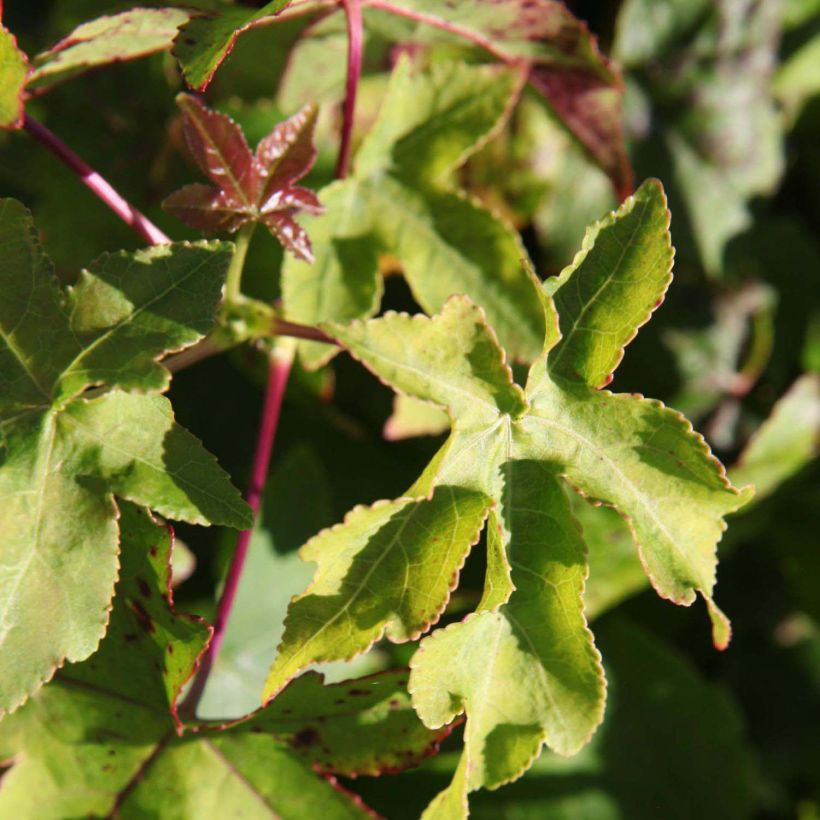 Liquidambar styraciflua Gum Ball - Amberboom (Foliage)