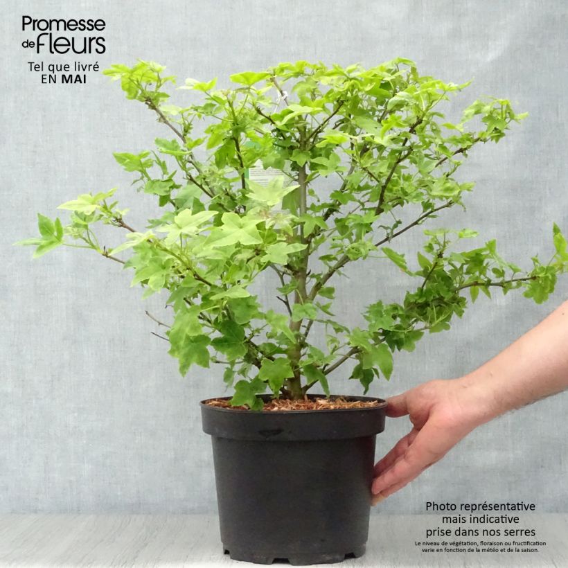 Exemplaar van Liquidambar styraciflua Gum Ball - Amberboom Pot van 4 l/5 l zoals geleverd in de lente