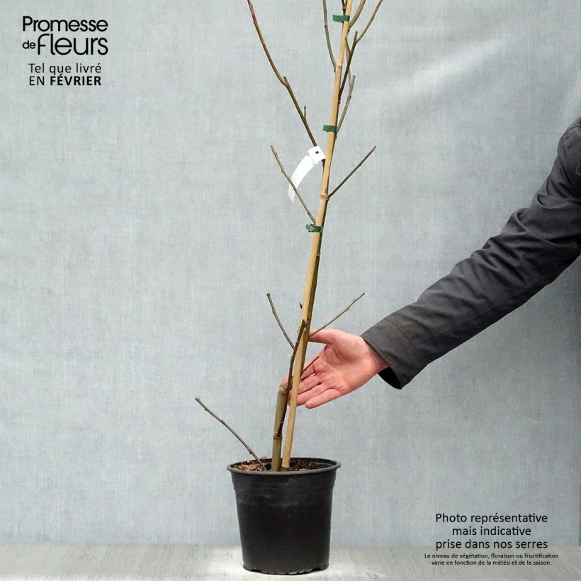 Example of Liquidambar styraciflua Lane Roberts - Copalme d'Amérique Pot van 2 l/3 l as you get in hiver