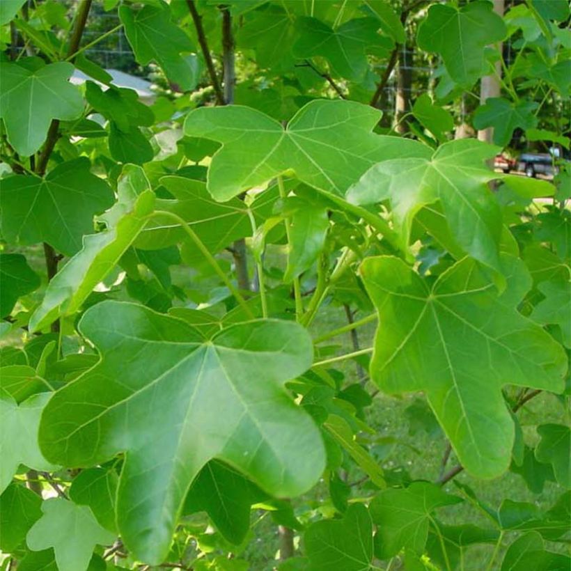 Liquidambar styraciflua Rotundiloba - Amberboom (Foliage)