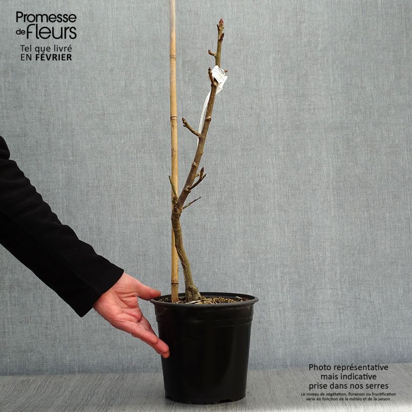 Example of Liquidambar styraciflua Rotundiloba - Copalme d'Amérique Pot van 4 l/5 l as you get in hiver