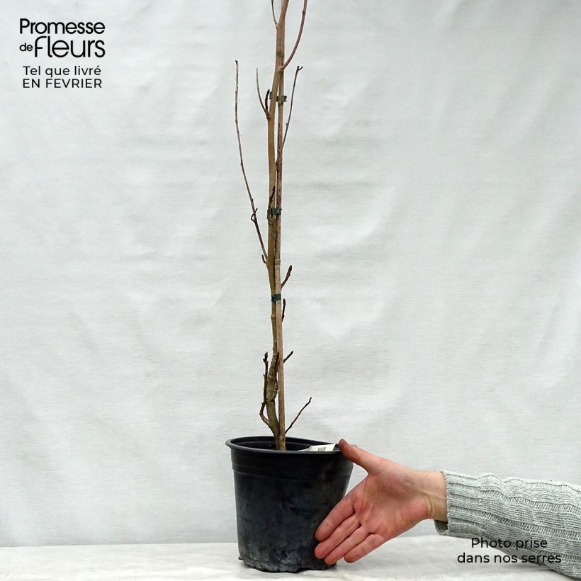 Example of Liquidambar styraciflua Slender Silhouette - Copalme d'Amérique Pot van 4 l/5 l as you get in hiver