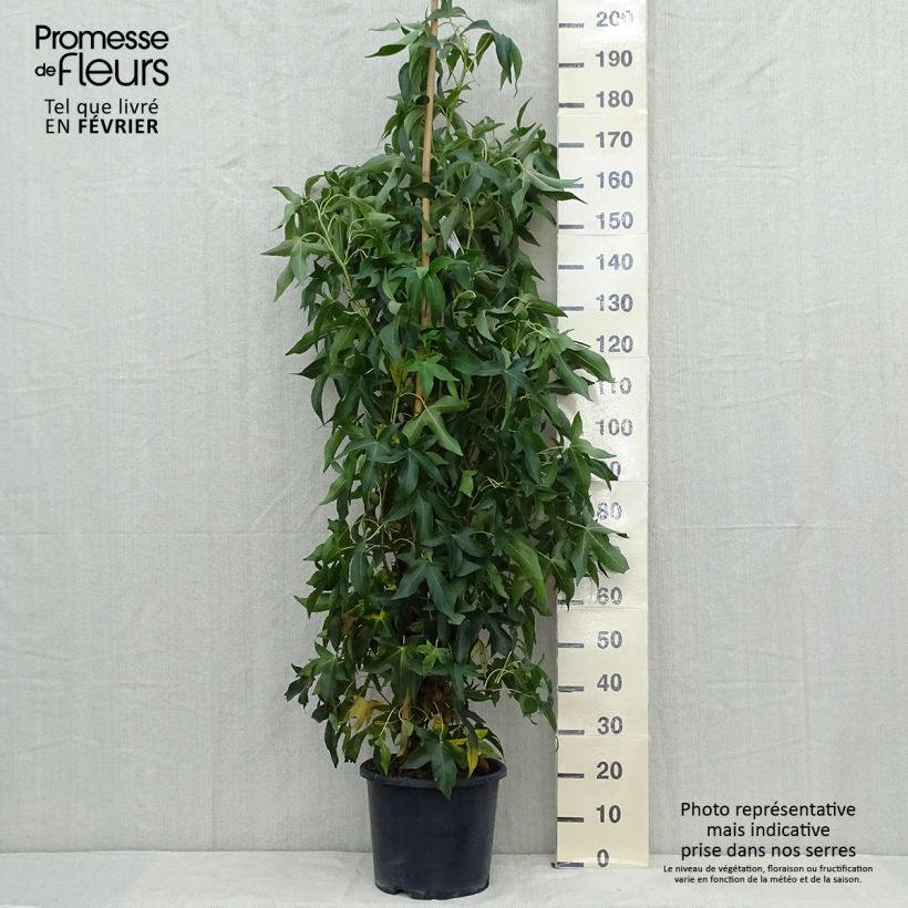 Exemplaar van Liquidambar styraciflua Slender Silhouette - Amberboom Pot van 7,5 l/10 l zoals geleverd in de herfst