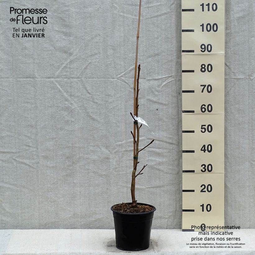 Example of Liquidambar styraciflua Thea - Copalme d'Amérique Pot van 4 l/5 l as you get in hiver
