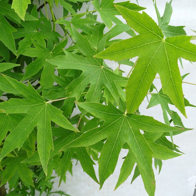 Liquidambar styraciflua Worplesdon - Amberboom (Foliage)