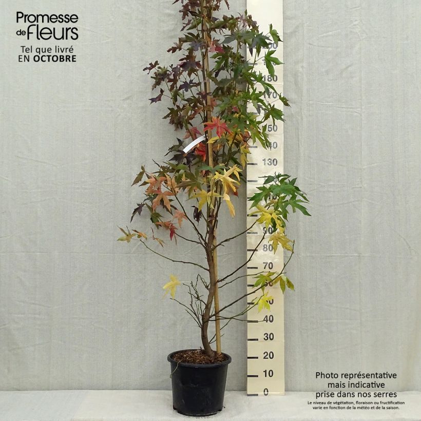 Exemplaar van Liquidambar styraciflua Worplesdon - Amberboom Pot van 7,5 l/10 l zoals geleverd in de herfst
