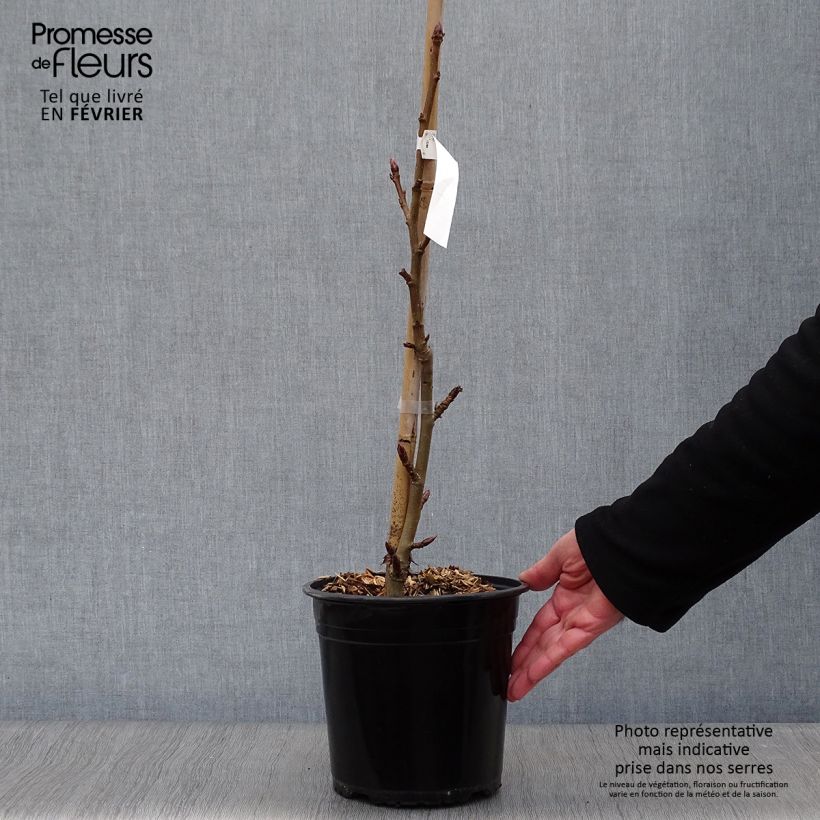 Example of Liquidambar styraciflua Worplesdon Pot van 4 l/5 l as you get in hiver