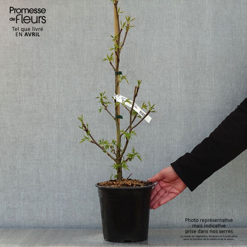 Exemplaar van Liquidambar styraciflua Worplesdon - Amberboom Pot van 4 l/5 l zoals geleverd in de lente