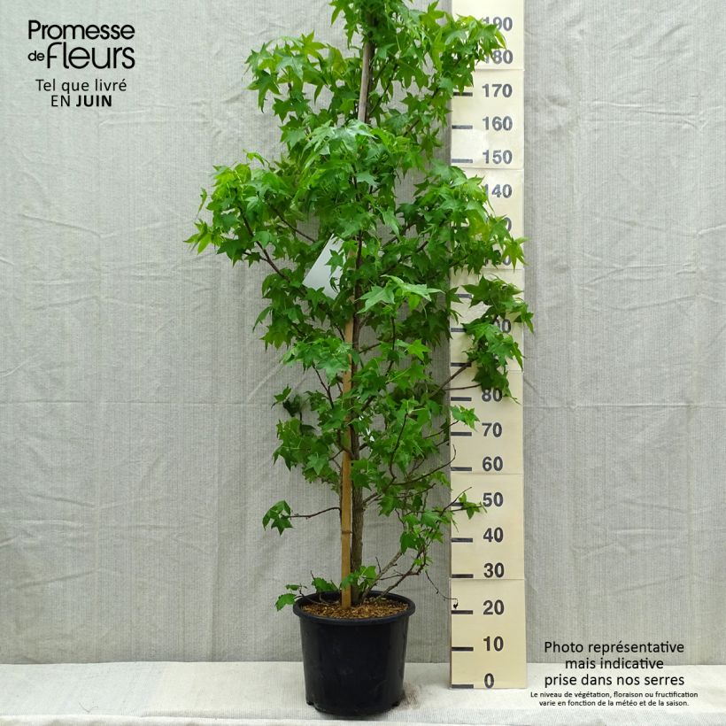 Exemplaar van Liquidambar styraciflua - Amberboom Pot van 7,5 l/10 l zoals geleverd in de lente
