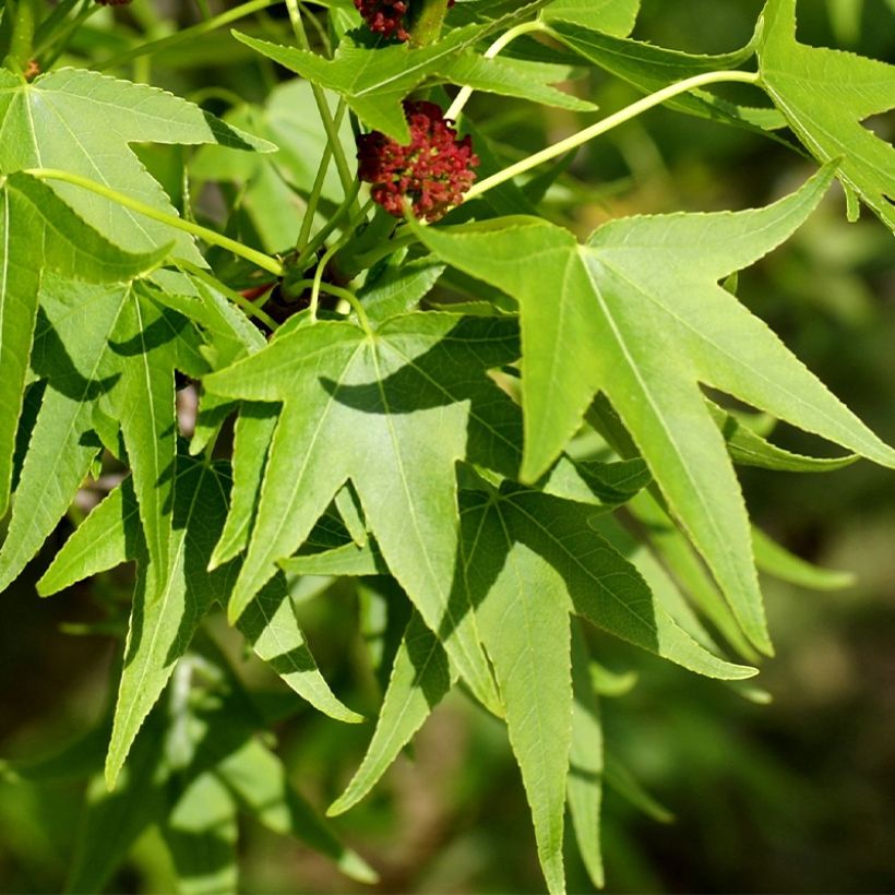 Liquidambar styracyflua Stella - Amberboom (Foliage)