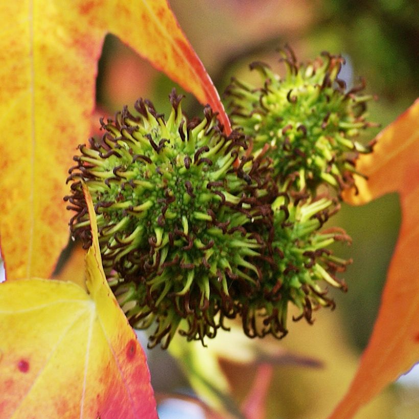 Liquidambar styracyflua Stella - Amberboom (Harvest)