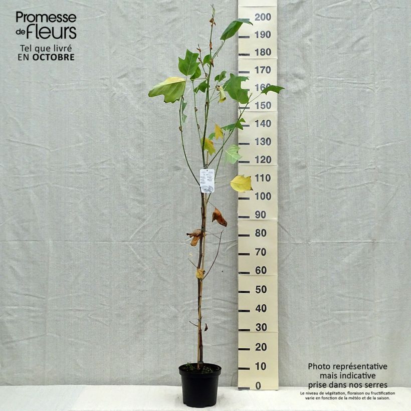 Exemplaar van Liriodendron tulipifera Aureomarginatum - Tulpenboom Pot van 3 l/4 l zoals geleverd in de herfst
