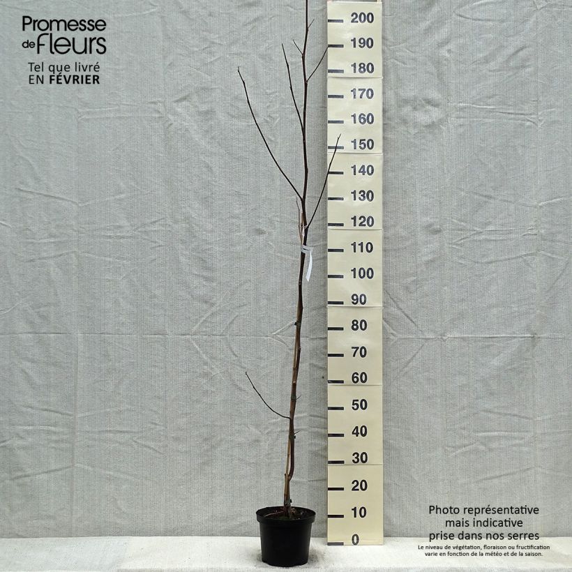 Example of Liriodendron tulipifera Aureomarginatum - Tulipier de Virginie  Pot van 3 l/4 l as you get in hiver