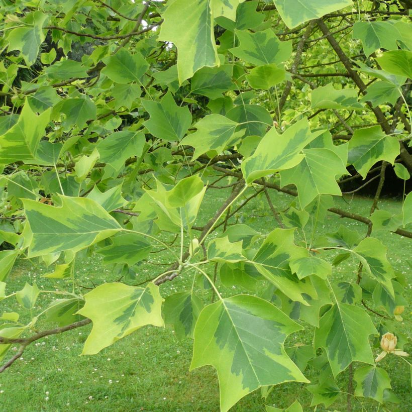 Liriodendron tulipifera Aureomarginatum - Tulpenboom (Foliage)