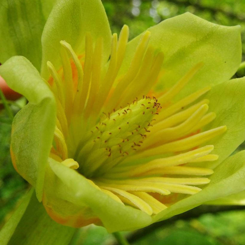 Liriodendron tulipifera Aureomarginatum - Tulpenboom (Flowering)
