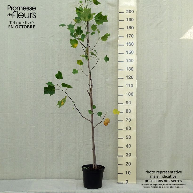 Exemplaar van Liriodendron tulipifera Aureomarginatum - Tulpenboom Pot van 7,5 l/10 l zoals geleverd in de herfst