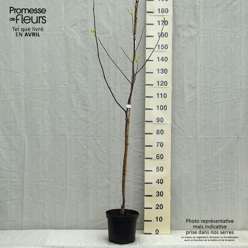 Exemplaar van Liriodendron tulipifera Aureomarginatum - Tulpenboom Pot van 7,5 l/10 l zoals geleverd in de lente