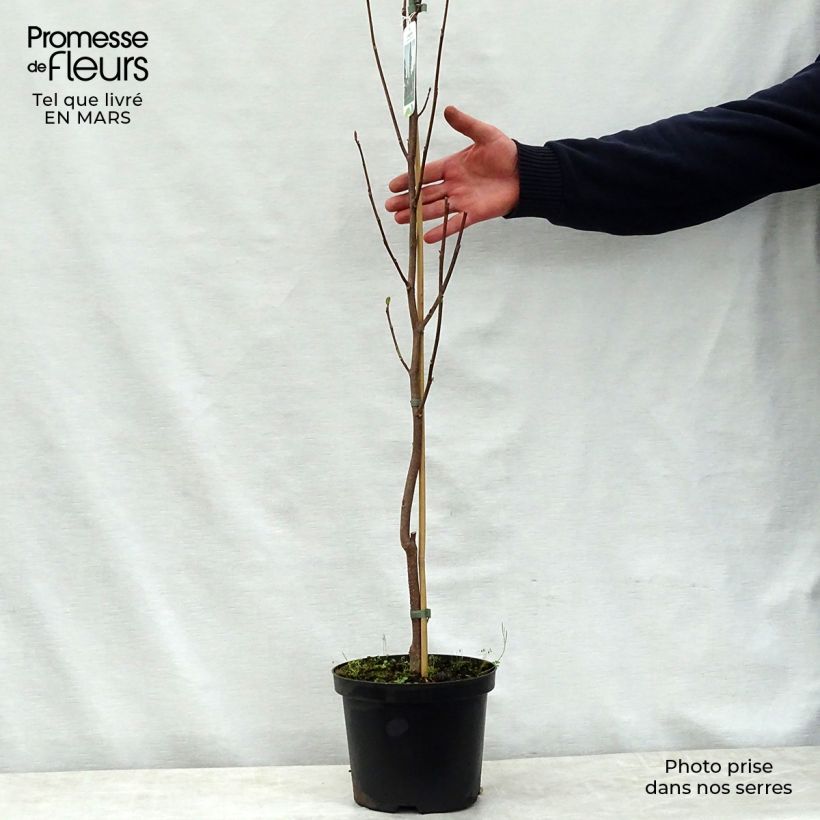 Exemplaar van Liriodendron tulipifera Fastigiata - Tulpenboom Pot van 4 l/5 l, Stengel zoals geleverd in de lente