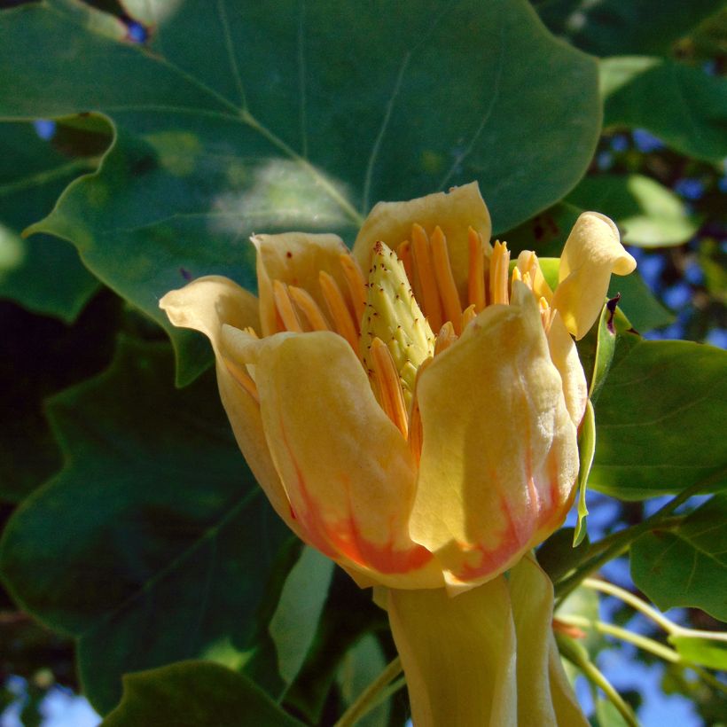 Liriodendron tulipifera - Tulpenboom (Flowering)