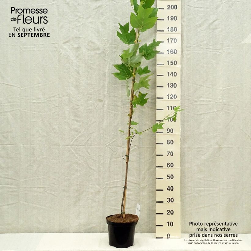 Exemplaar van Liriodendron tulipifera - Tulpenboom Pot van 4 l/5 l zoals geleverd in de herfst