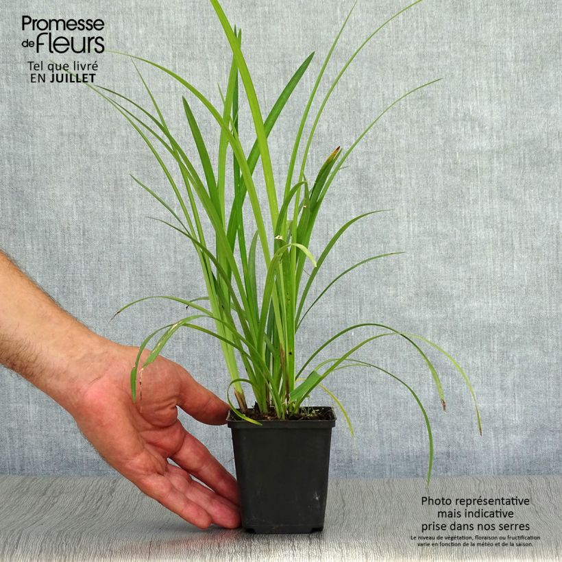 Exemplaar van Liriope Super Blue - Leliegras Kweekpotje van 8/9 cm zoals geleverd in de zomer