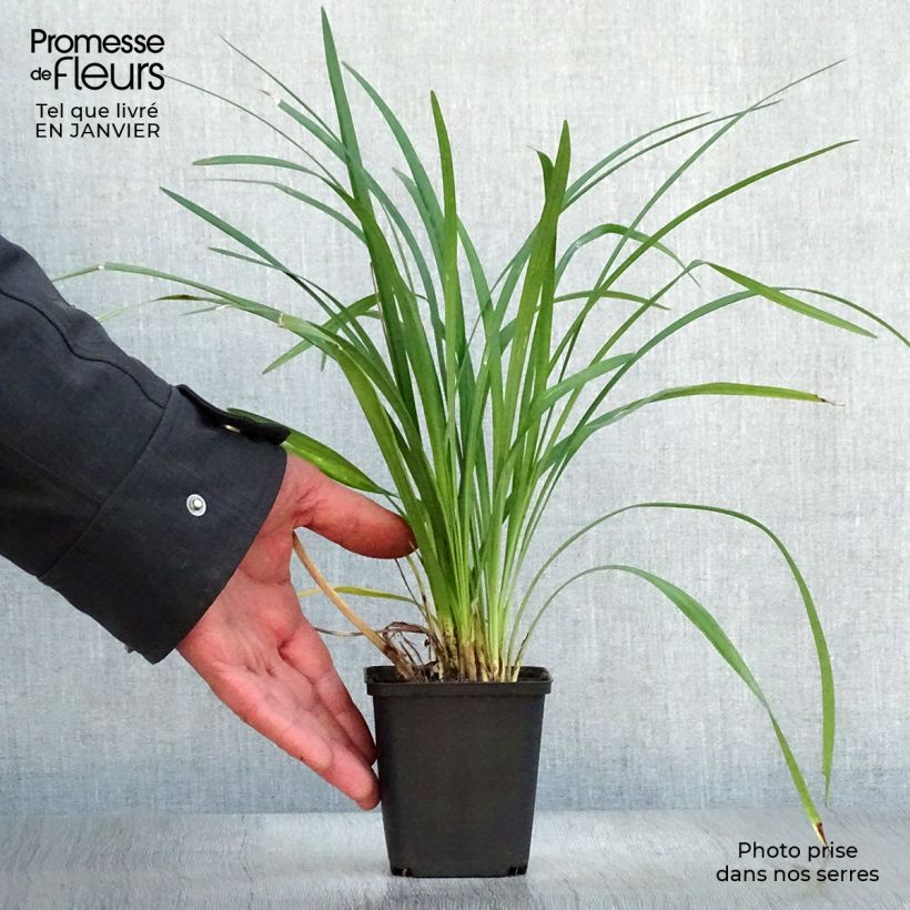 Example of Liriope Super Blue Kweekpotje van 8/9 cm as you get in hiver