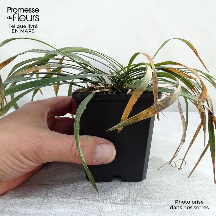 Exemplaar van Liriope muscari Ingwersen - Leliegras Kweekpotje van 8/9 cm zoals geleverd in de lente