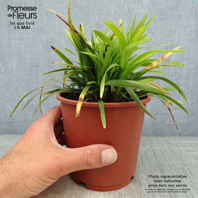 Exemplaar van Liriope muscari Ingwersen - Leliegras Pot van 1 l/1,5 l zoals geleverd in de lente