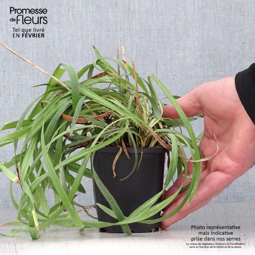 Example of Liriope muscari Lilac Wonder Kweekpotje van 8/9 cm as you get in hiver
