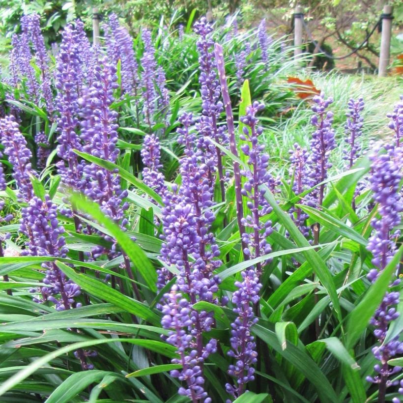 Liriope muscari Majestic - Leliegras (Flowering)
